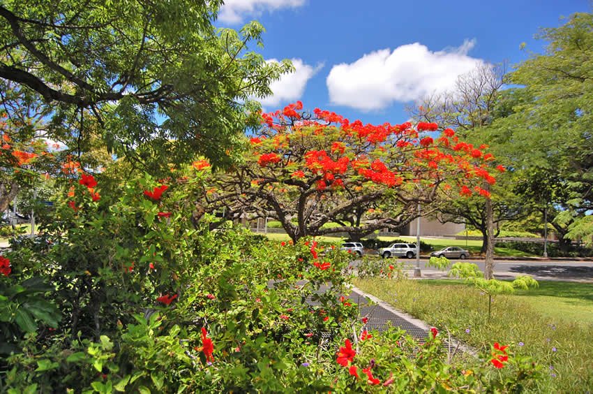 Honolulu flora