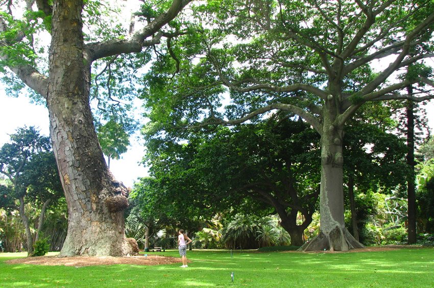 Foster Botanical Garden Oahu