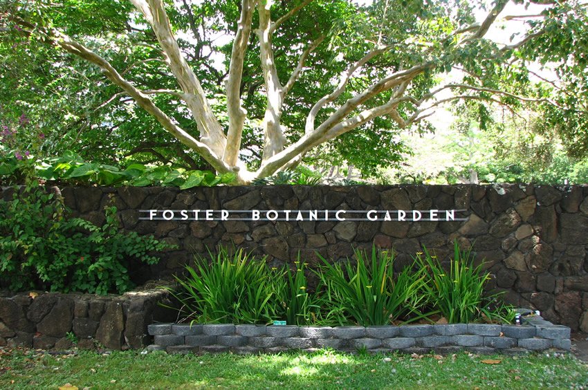 Foster Botanical Garden Oahu