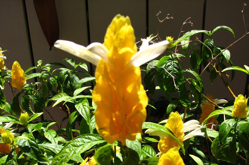 Yellow Shrimp plant