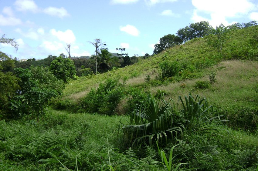 Lush vegetation