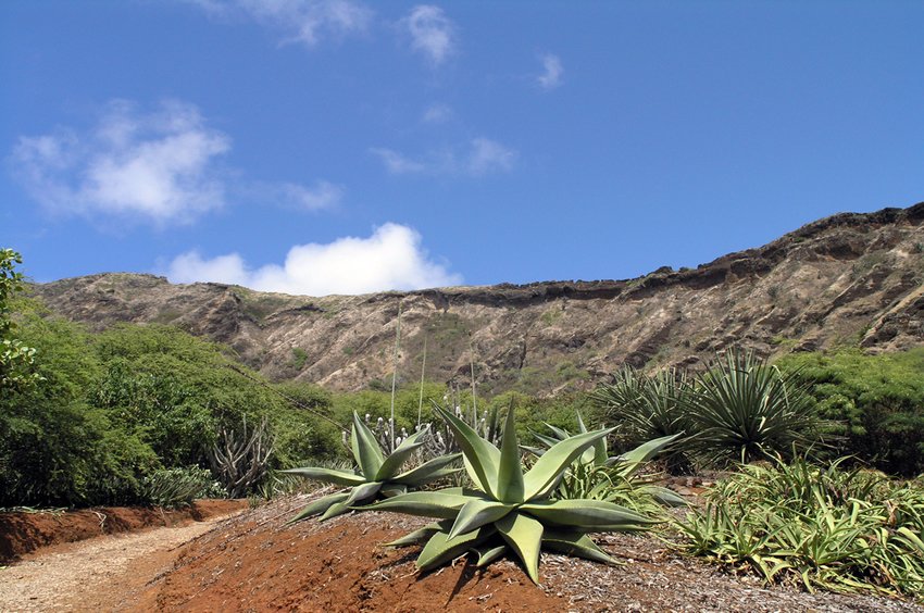 Koko Crater Botanical Garden Oahu