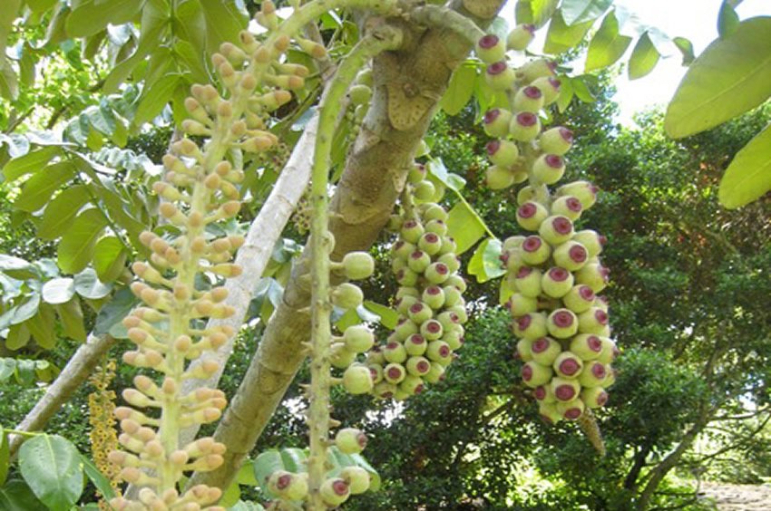 Munroidendron tree flower