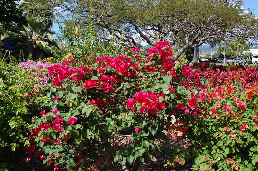 Queen Kapiolani Garden in Waikiki