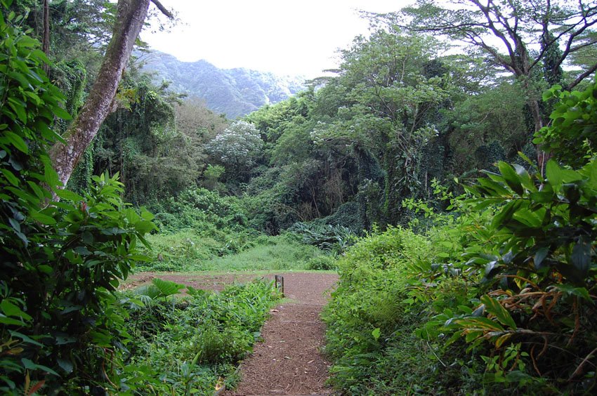 Oahu rainforest