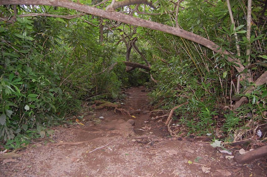Trail in the rainforest