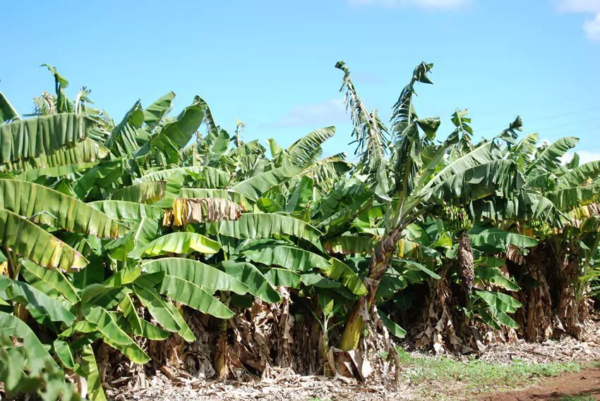 Banana tree