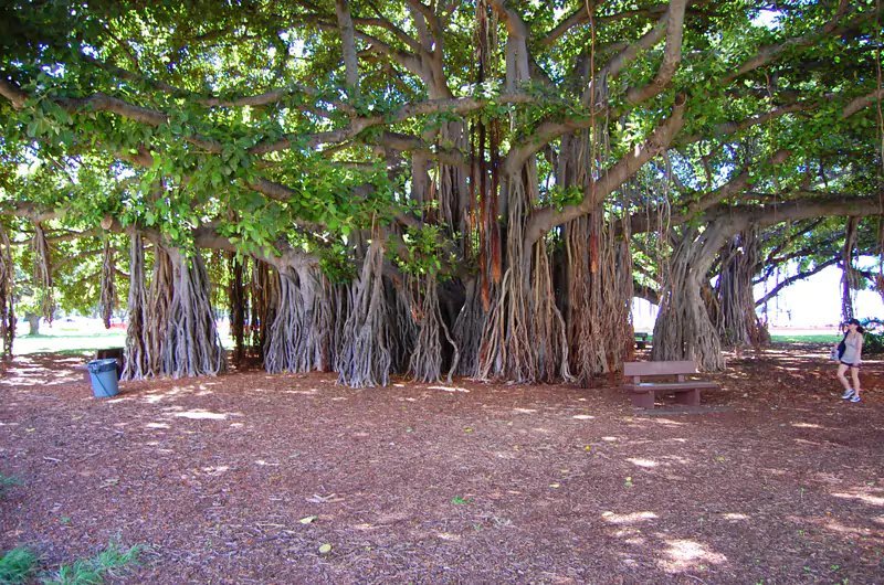 Banyan tree