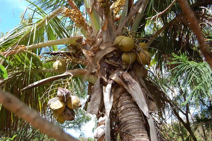 Coconut Tree