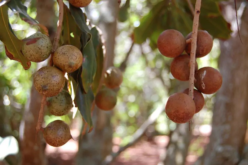 Macadamia Tree