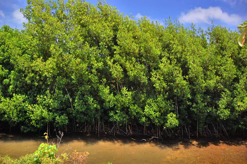 Mangrove Tree