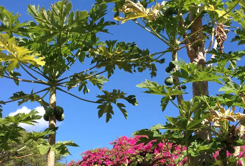 Papaya Tree