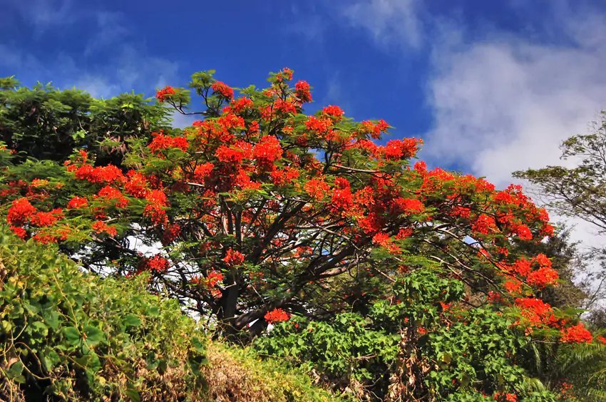 Royal Poinciana Tree