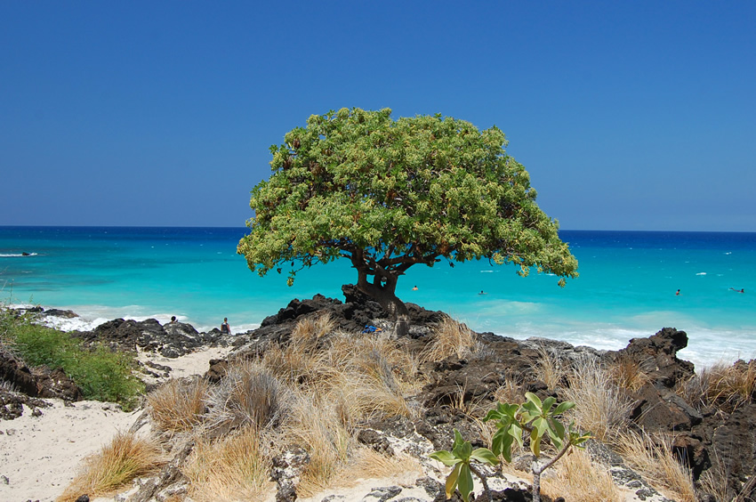 A tree above the turquoise water at Kua Bay, Big Island