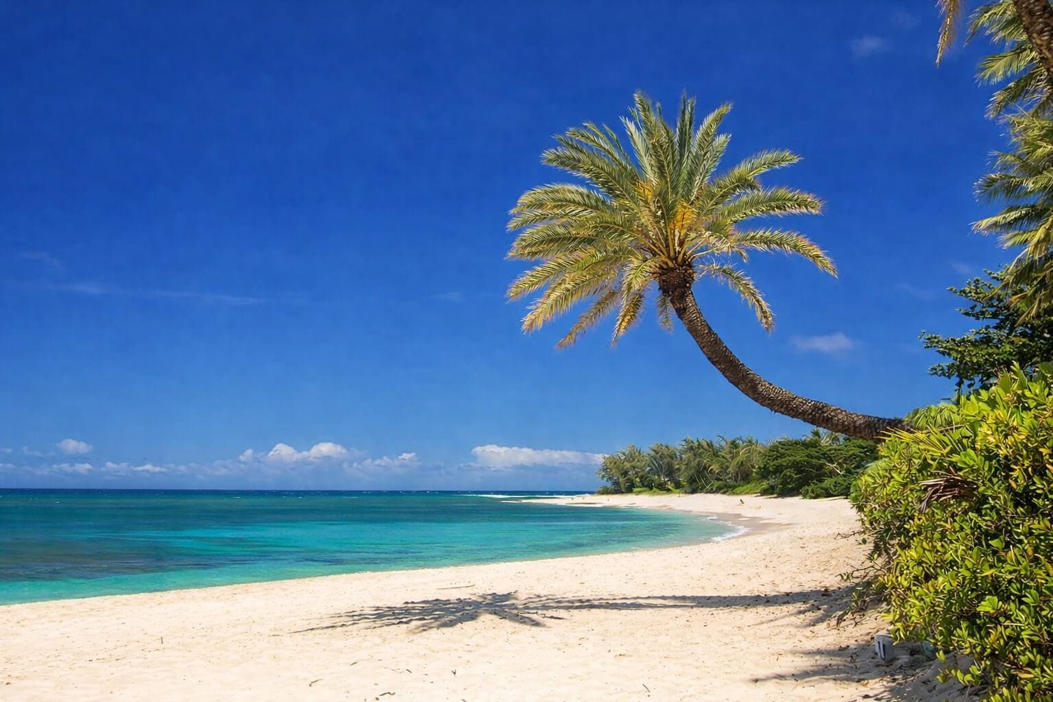 Sunset Beach, Oahu: a curving palm tree, white sand and turquoise ocean