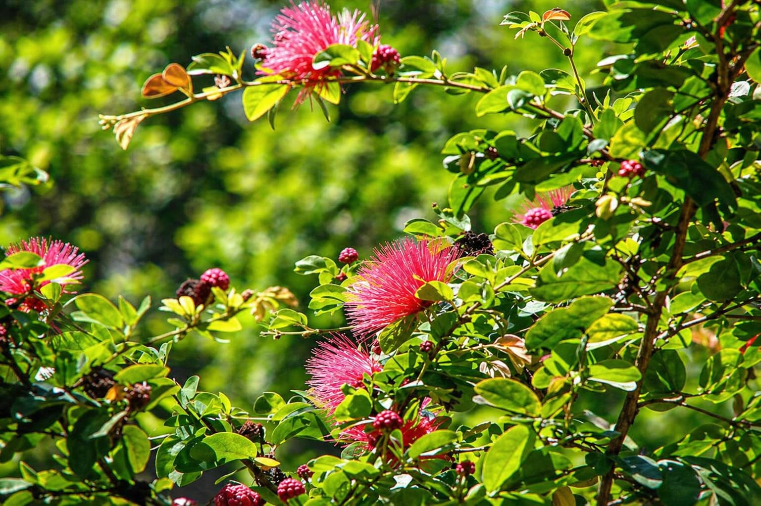 Oahu Botanical Gardens