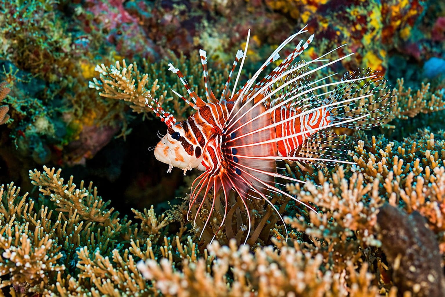 Scorpionfishes