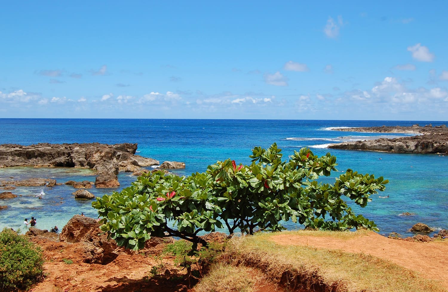 Shark's Cove