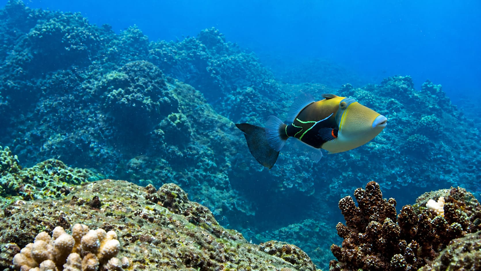 Triggerfishes