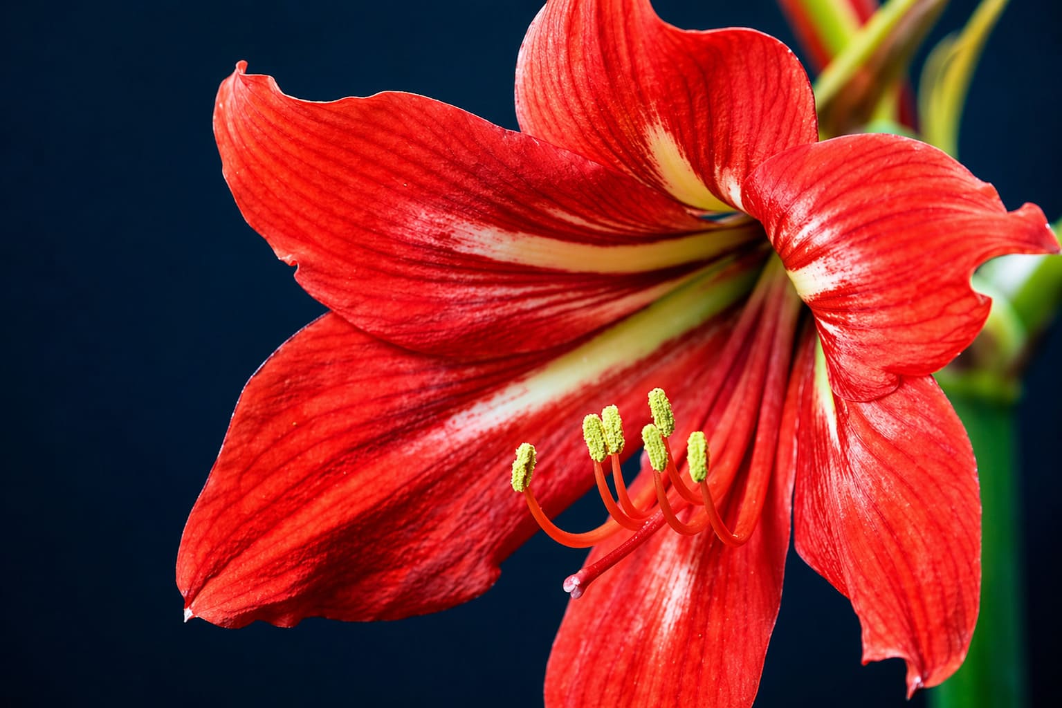 Amaryllis Barbados Lily