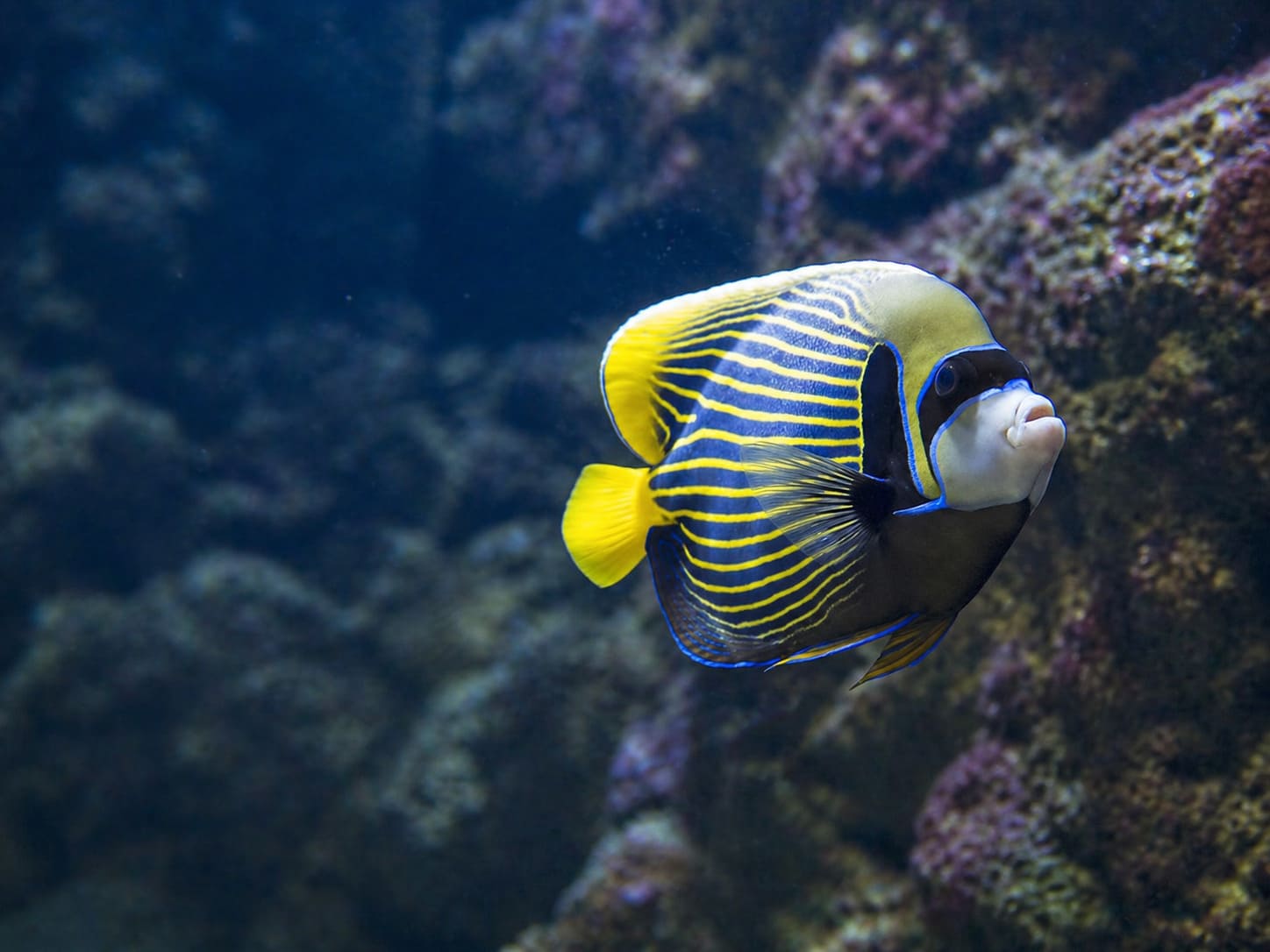 Angelfishes