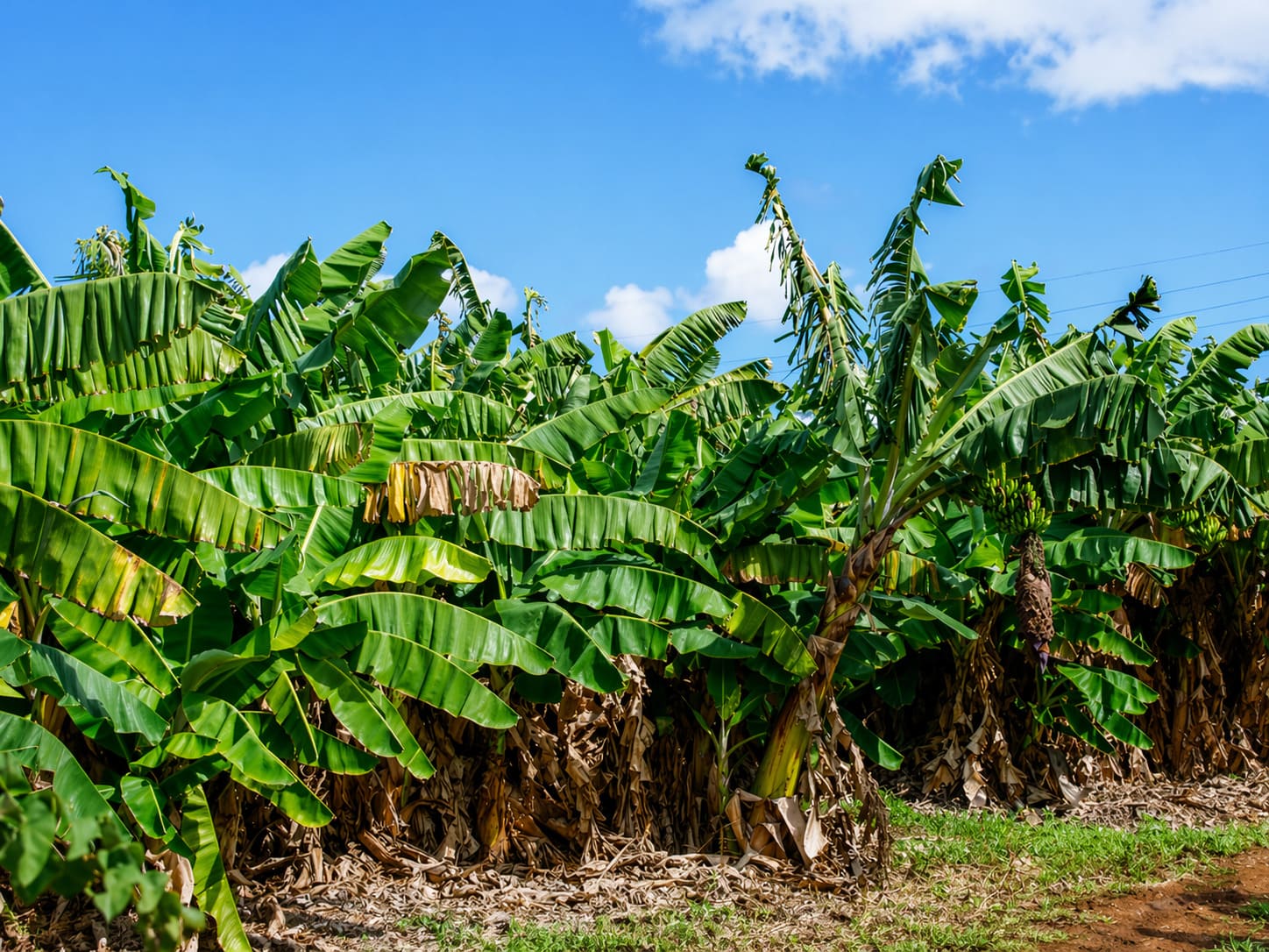 Banana Tree