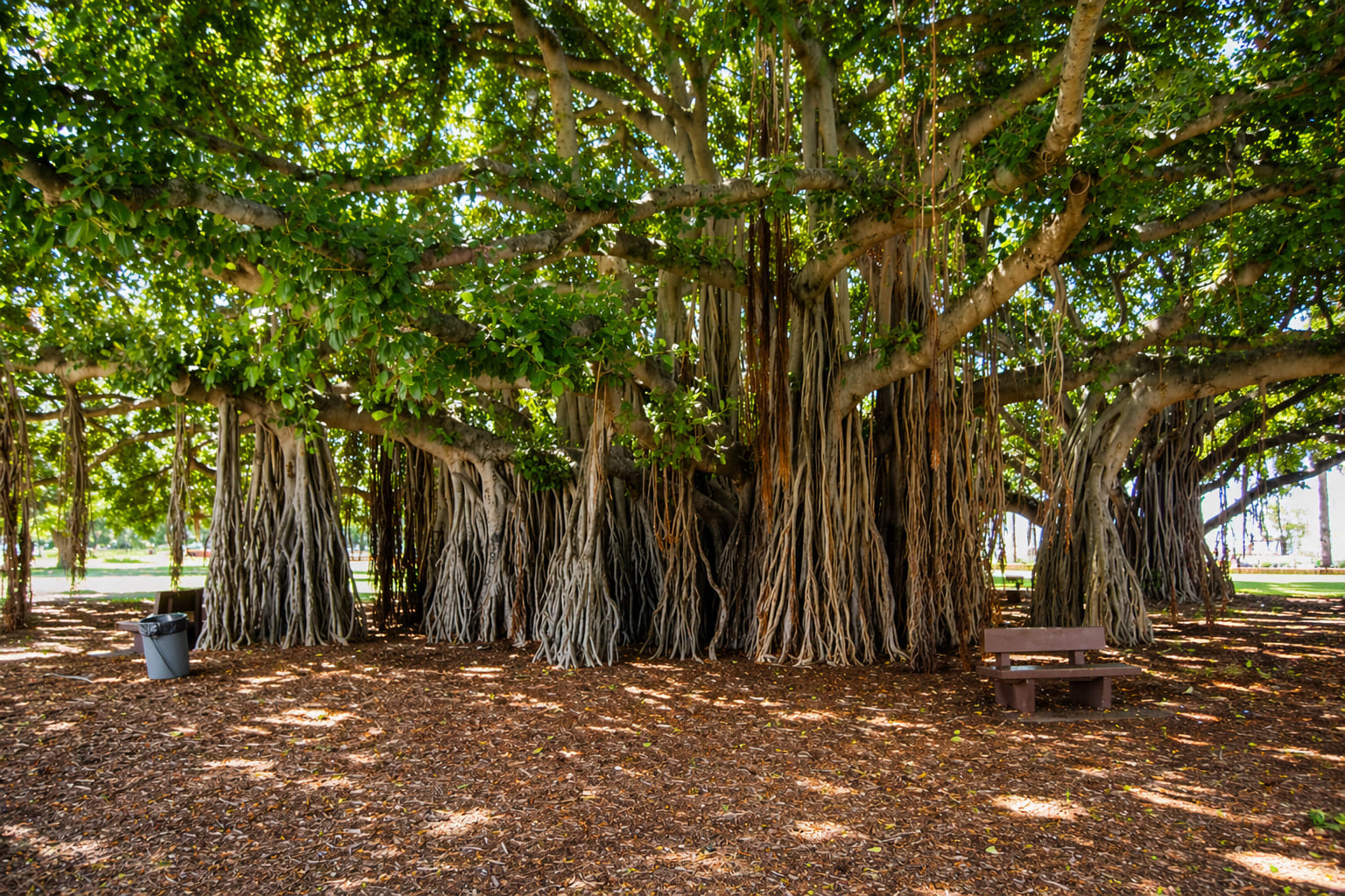 Banyan Tree