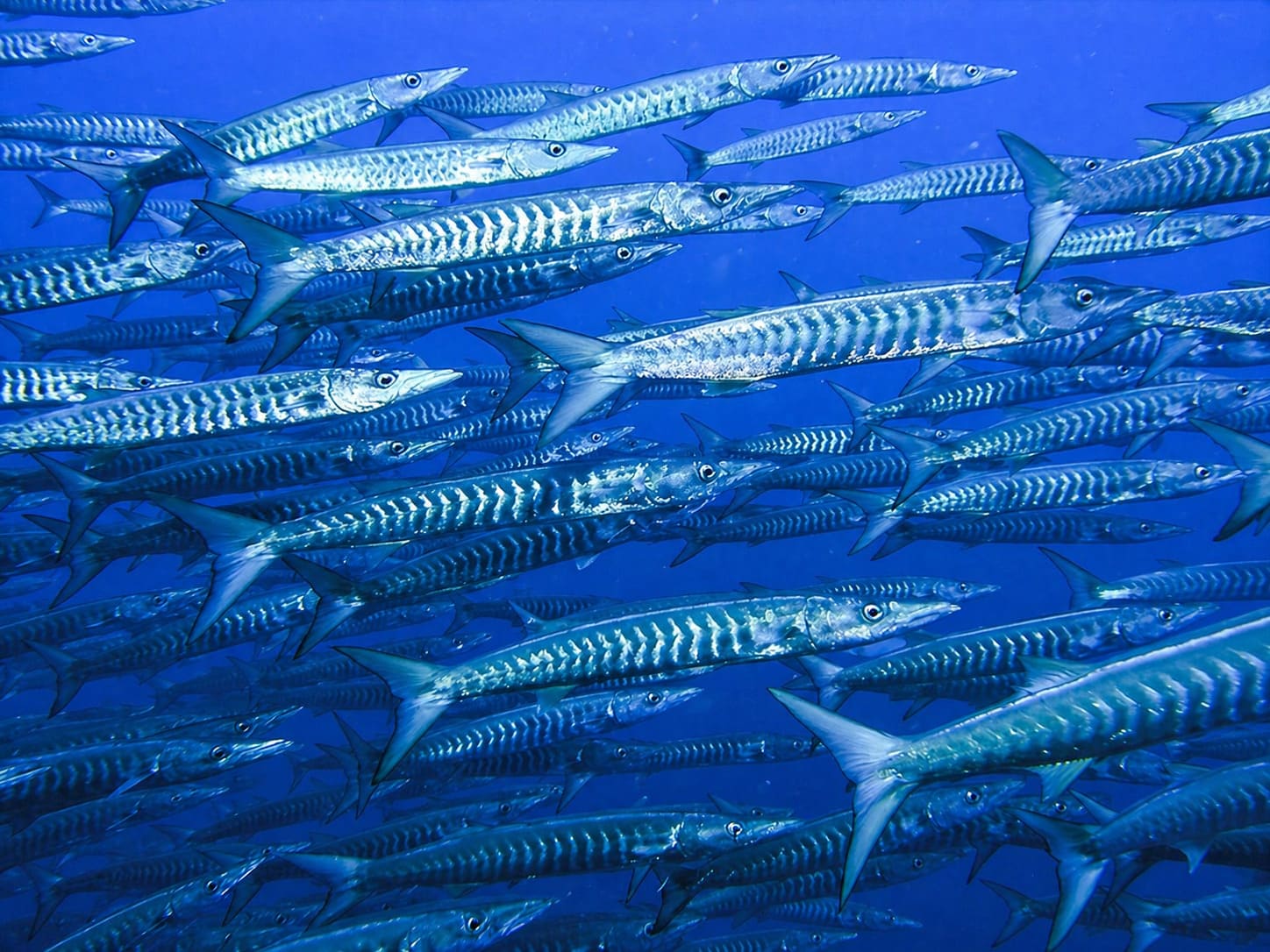 Barracudas