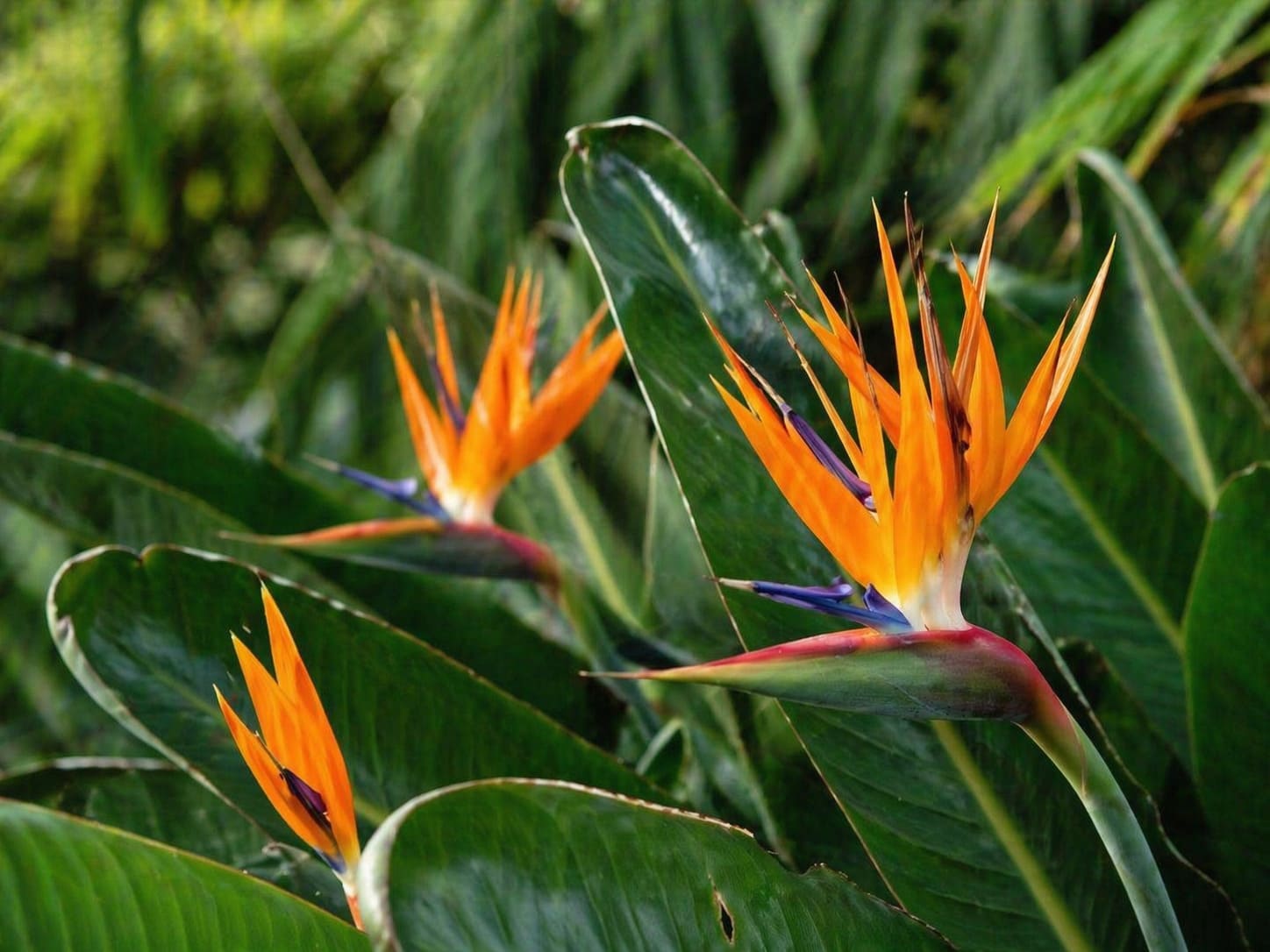 Bird of Paradise