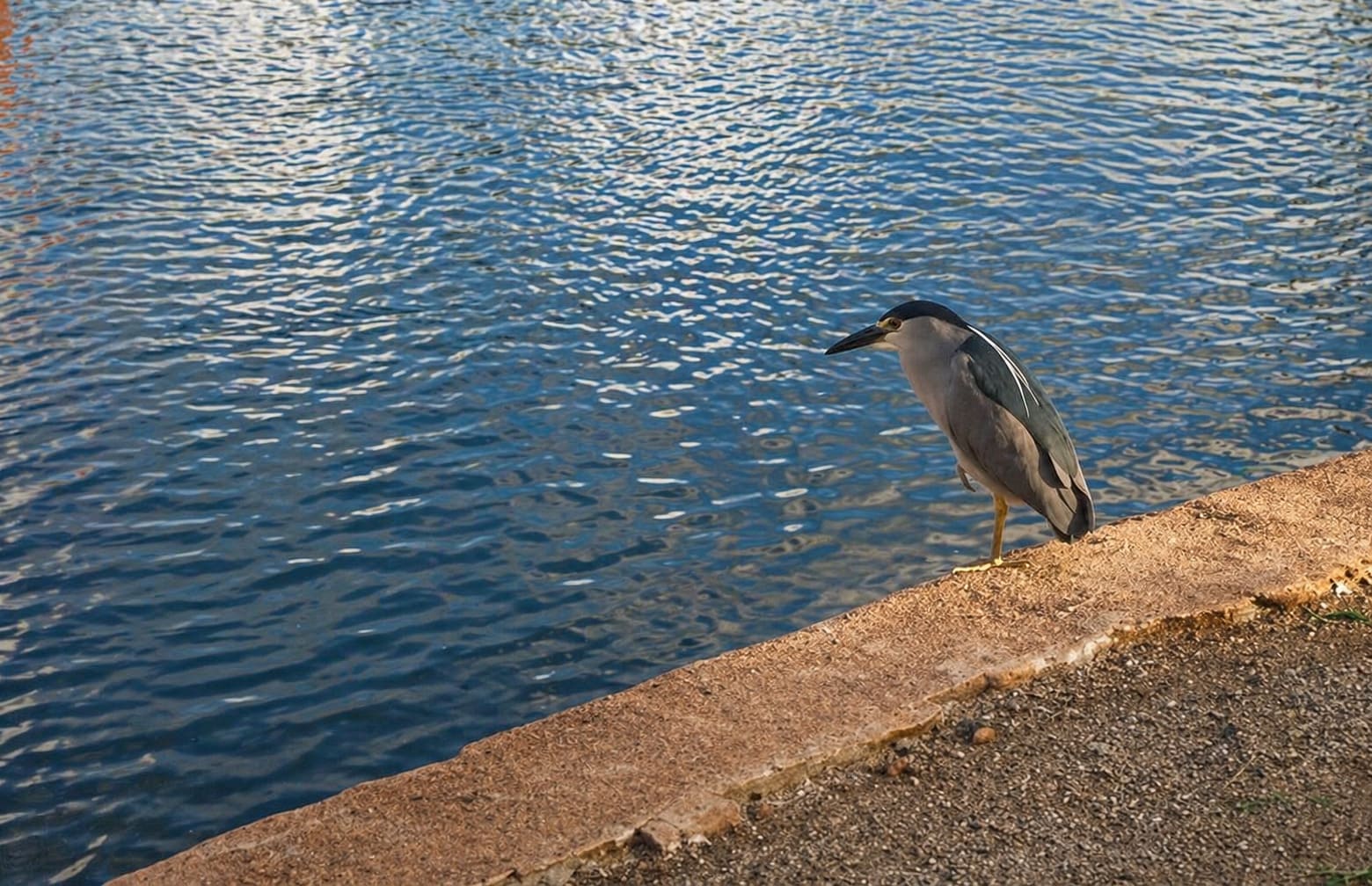 Black-Crowned Night Heron
