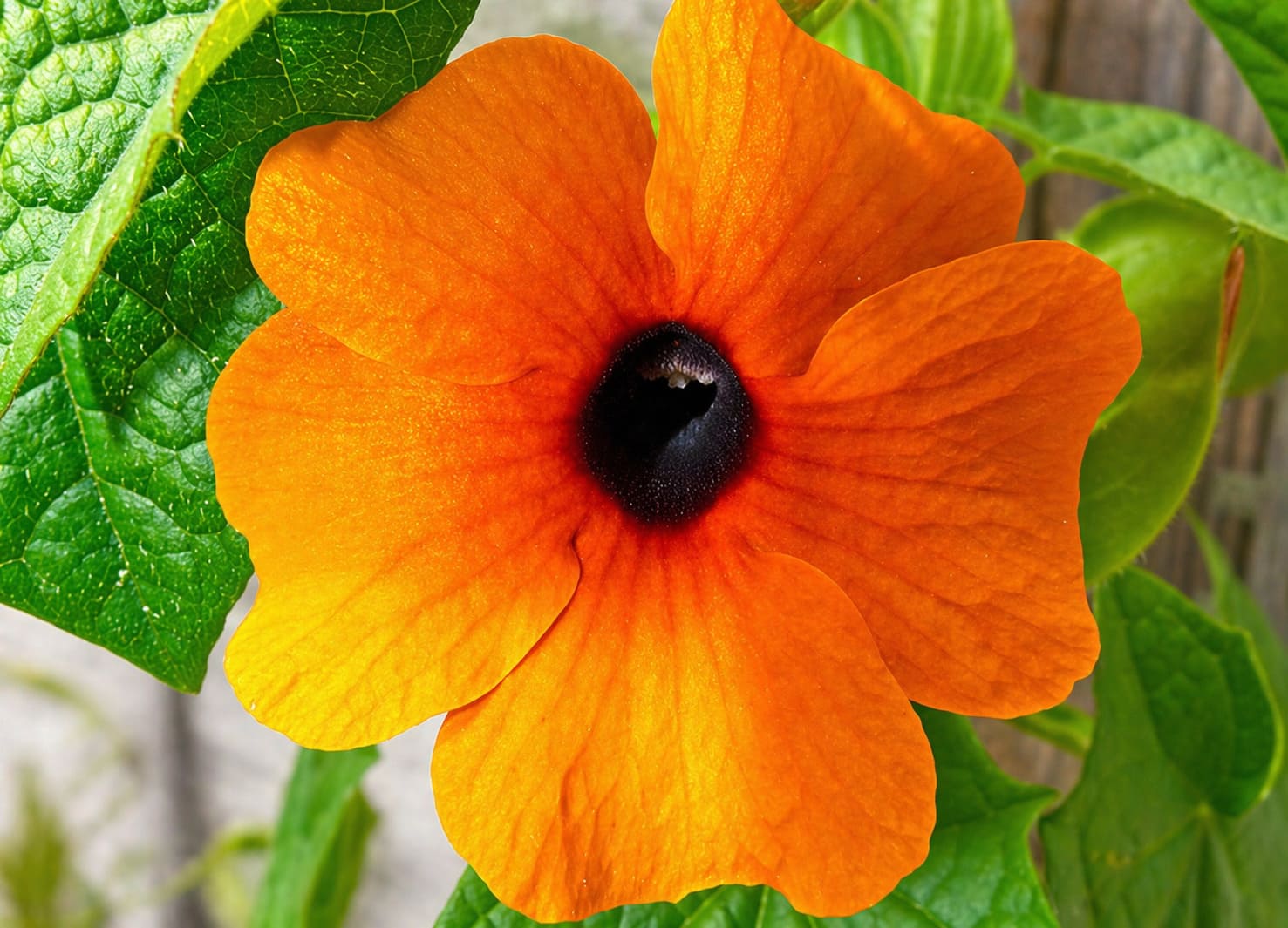 Black-Eyed Susan