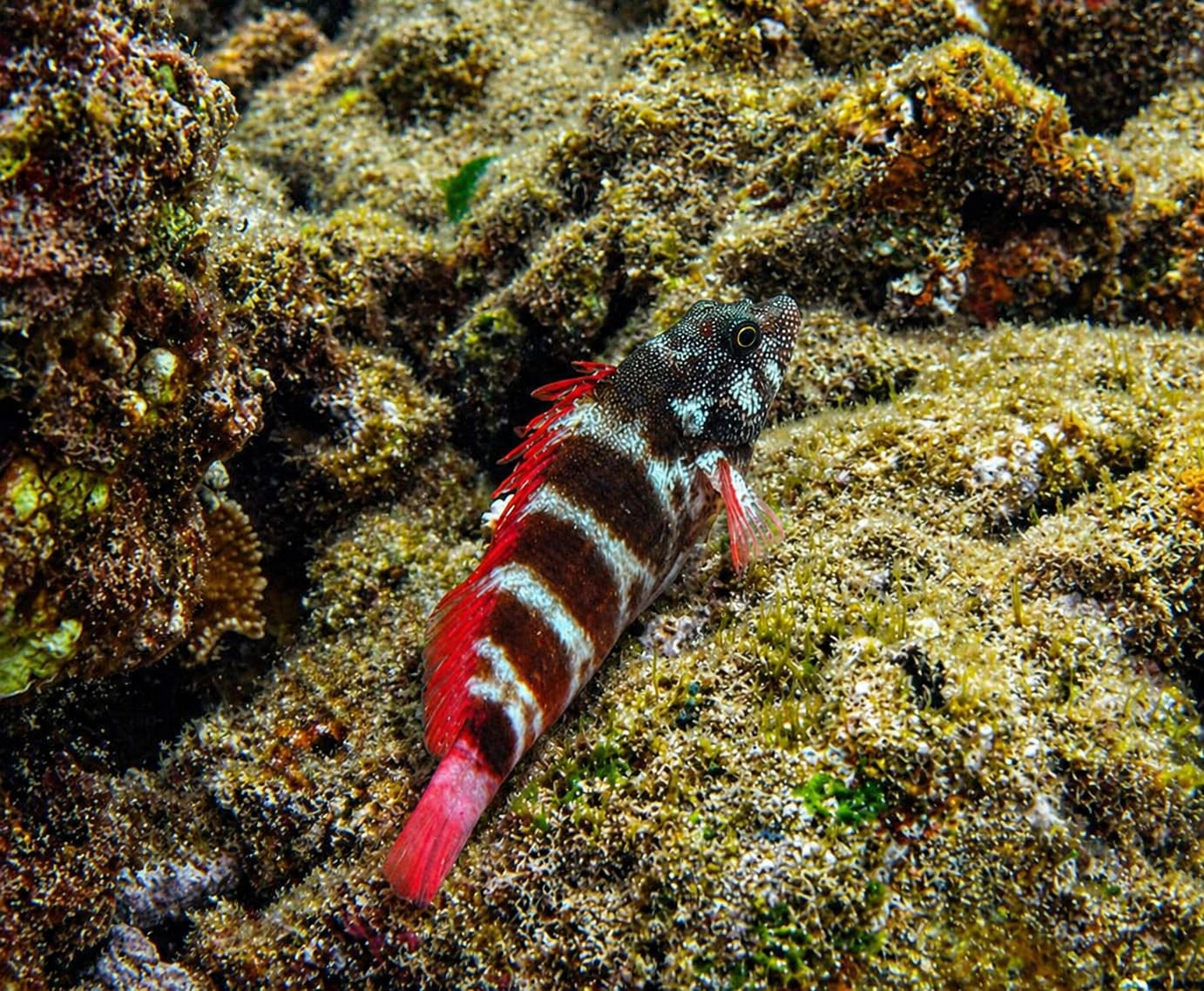 Blennies