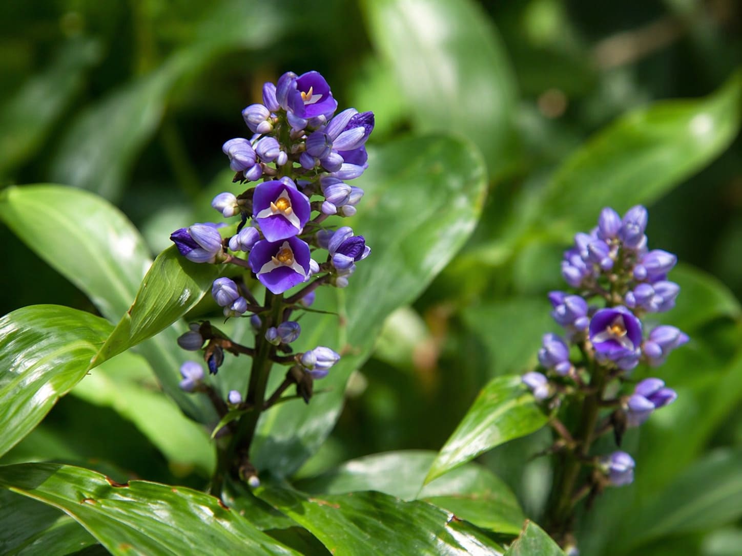 Blue Ginger