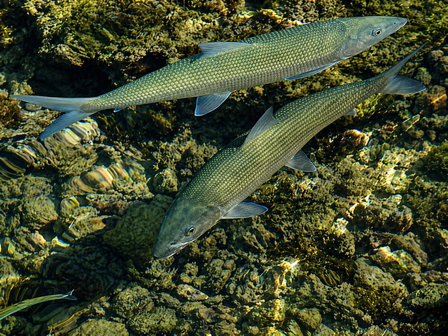 Bonefishes