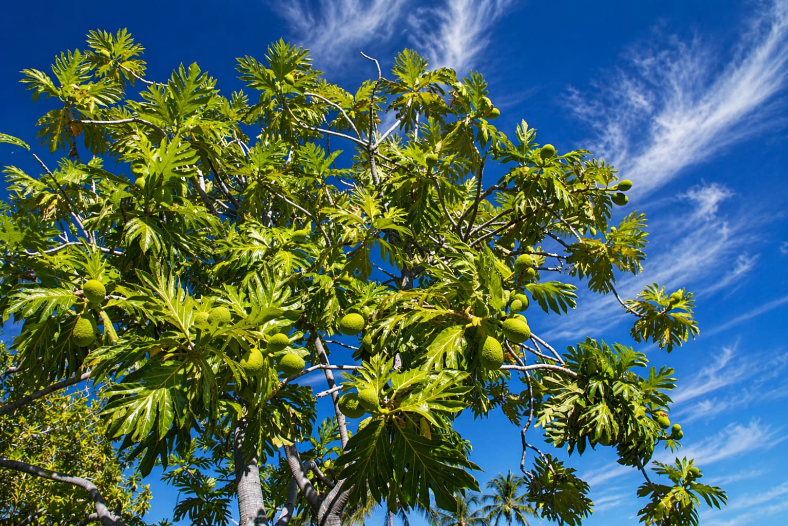 Breadfruit Tree