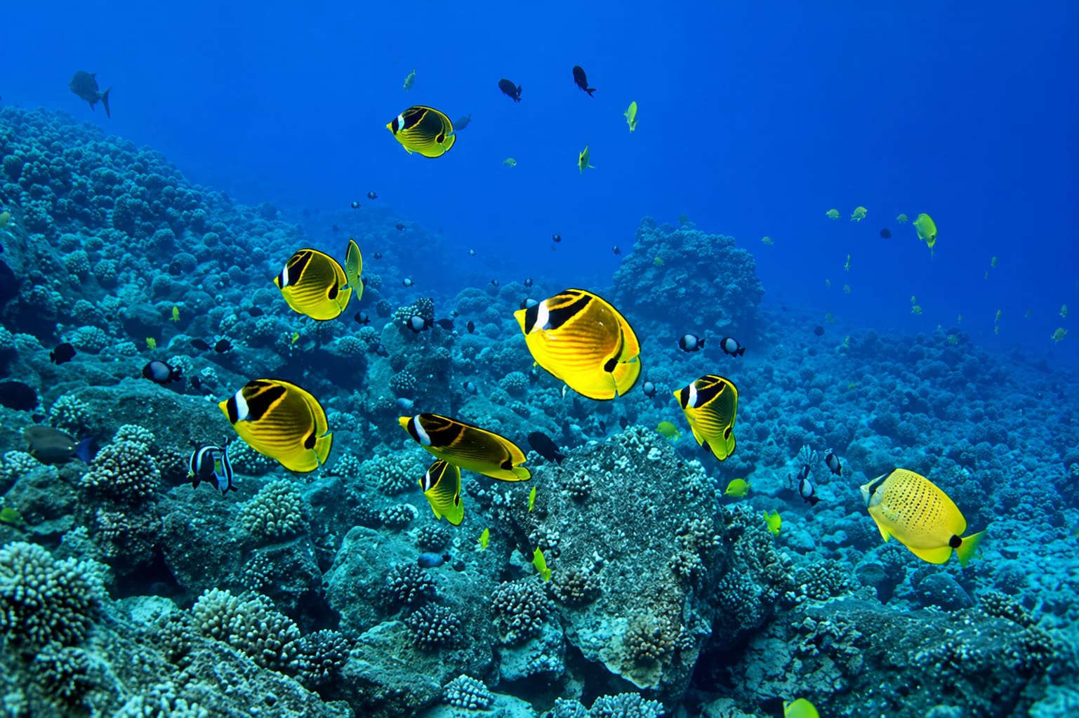 Hawaiian Fish