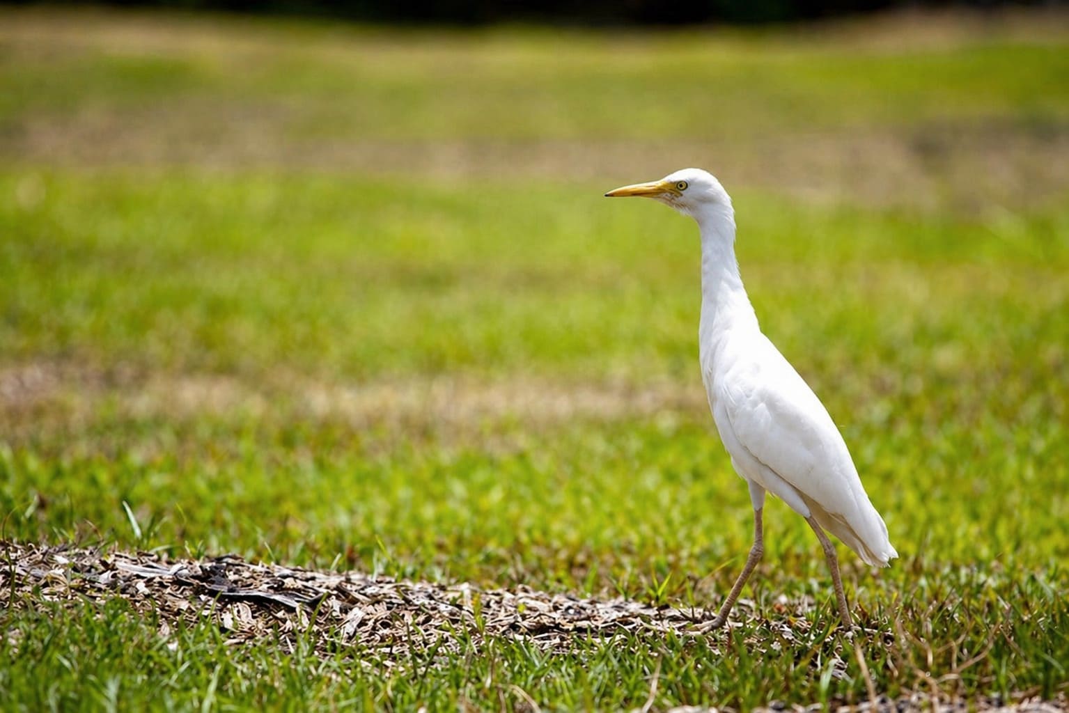 Cattle Egret