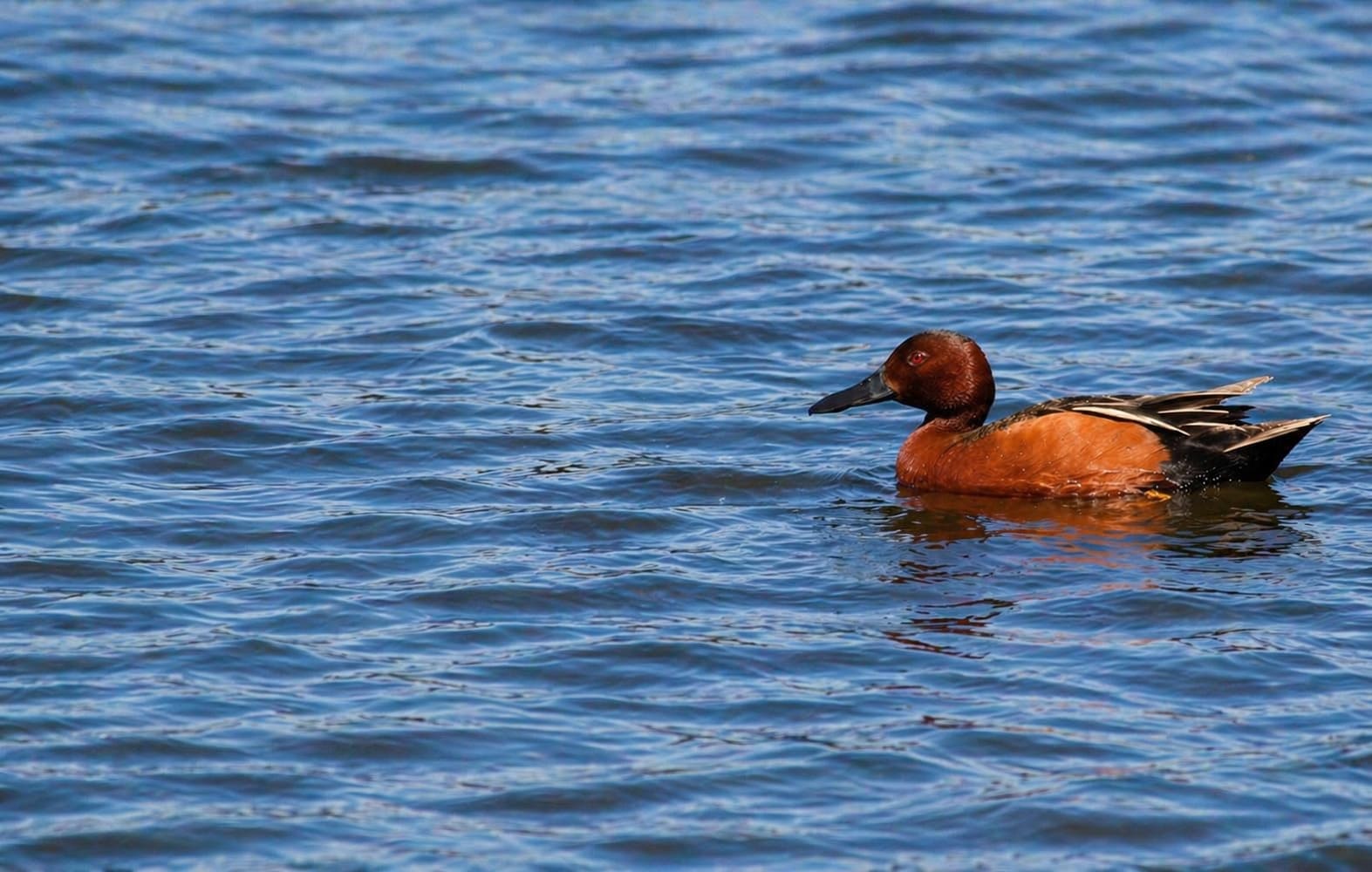 Cinnamon Teal