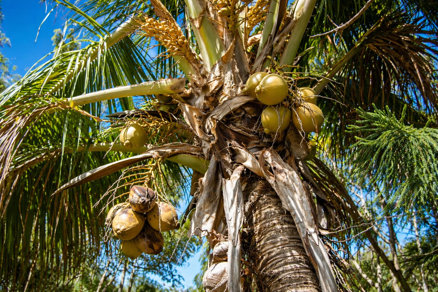 Coconut Tree