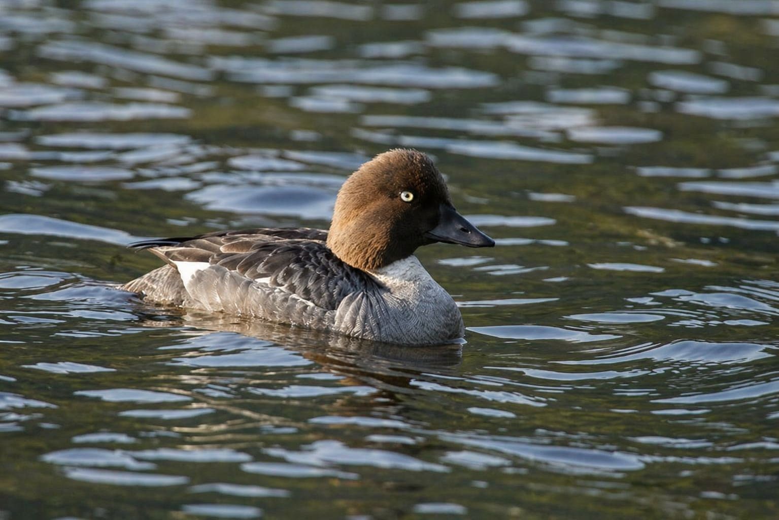 Common Goldeneye