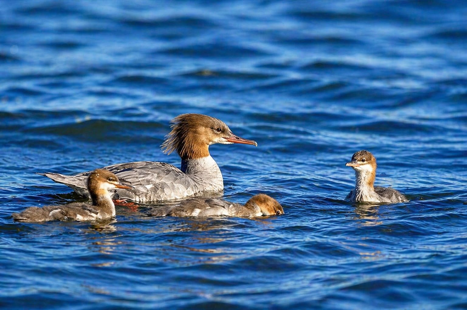Common Merganser