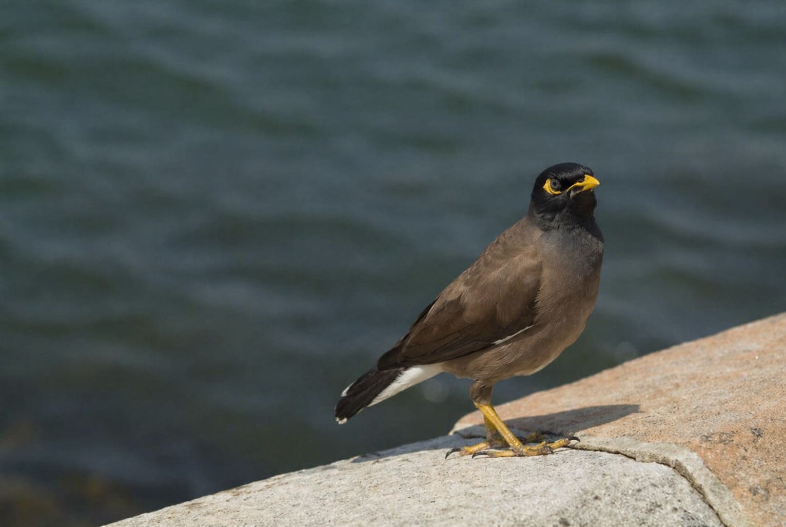 Common Myna
