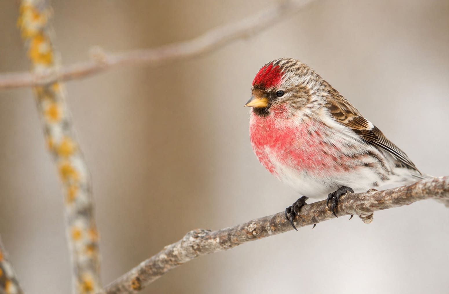 Common Redpoll