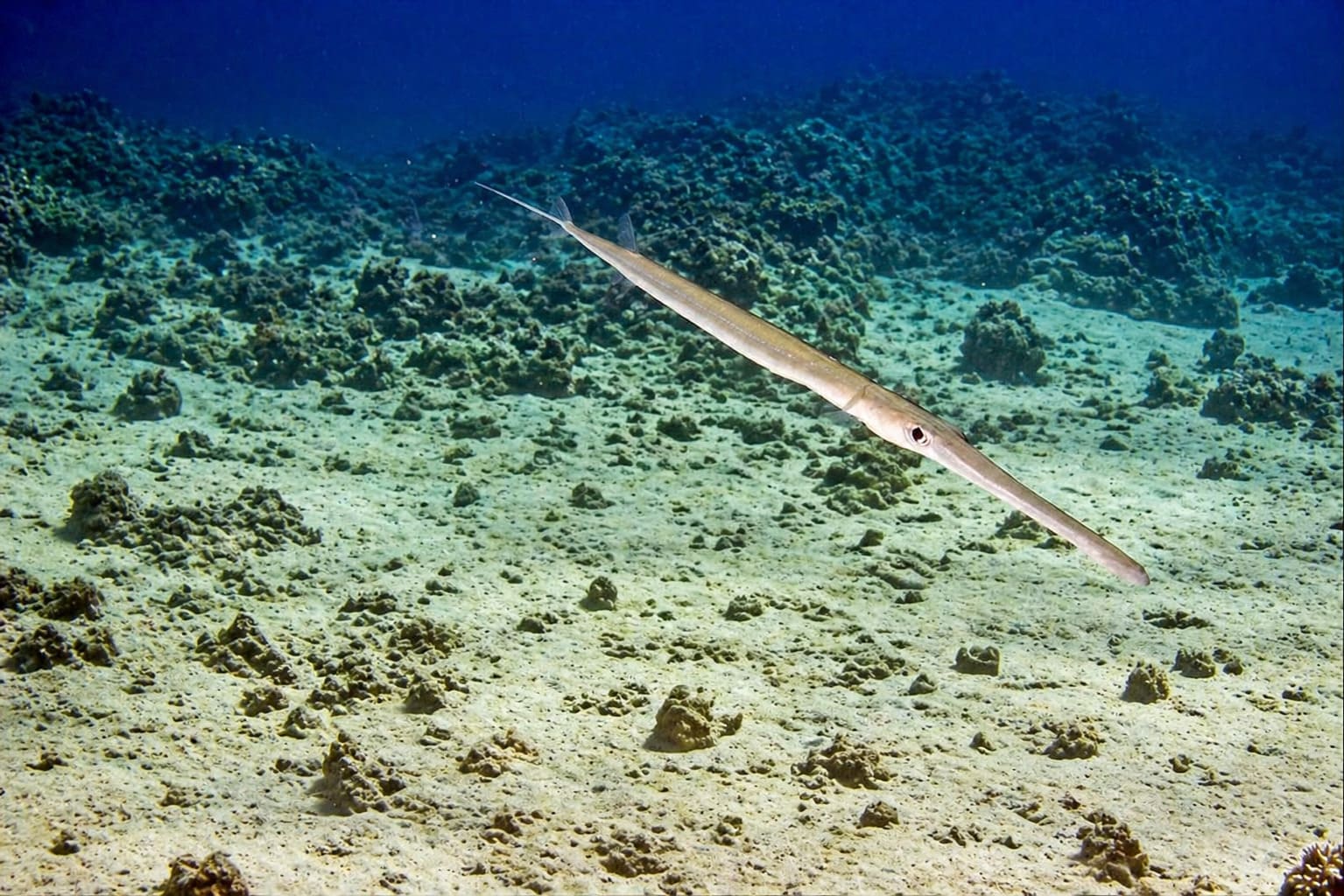 Trumpetfishes and Cornetfishes