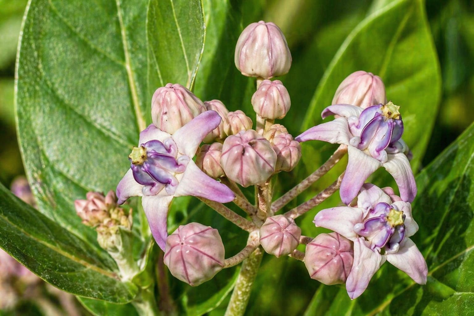 Crown Flower