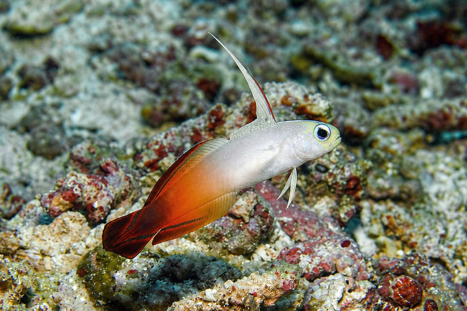 Dartfishes
