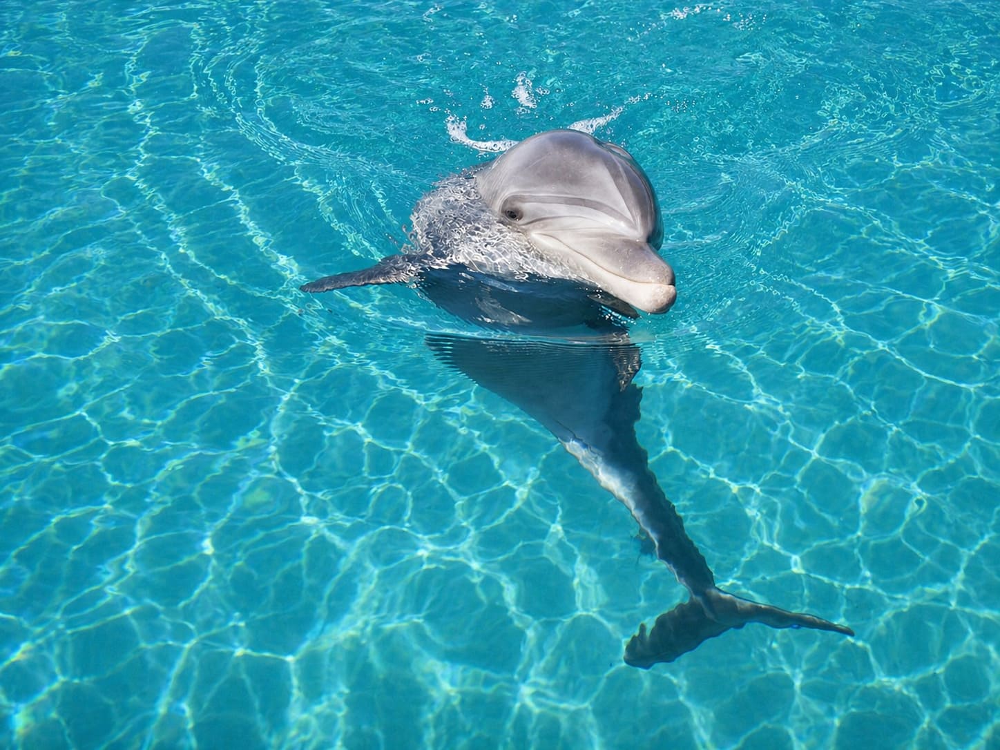 Dolphins