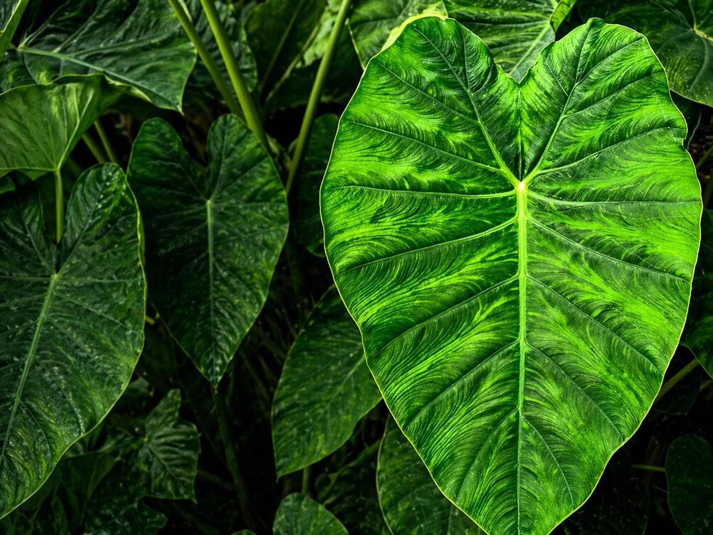 Elephant's Ear