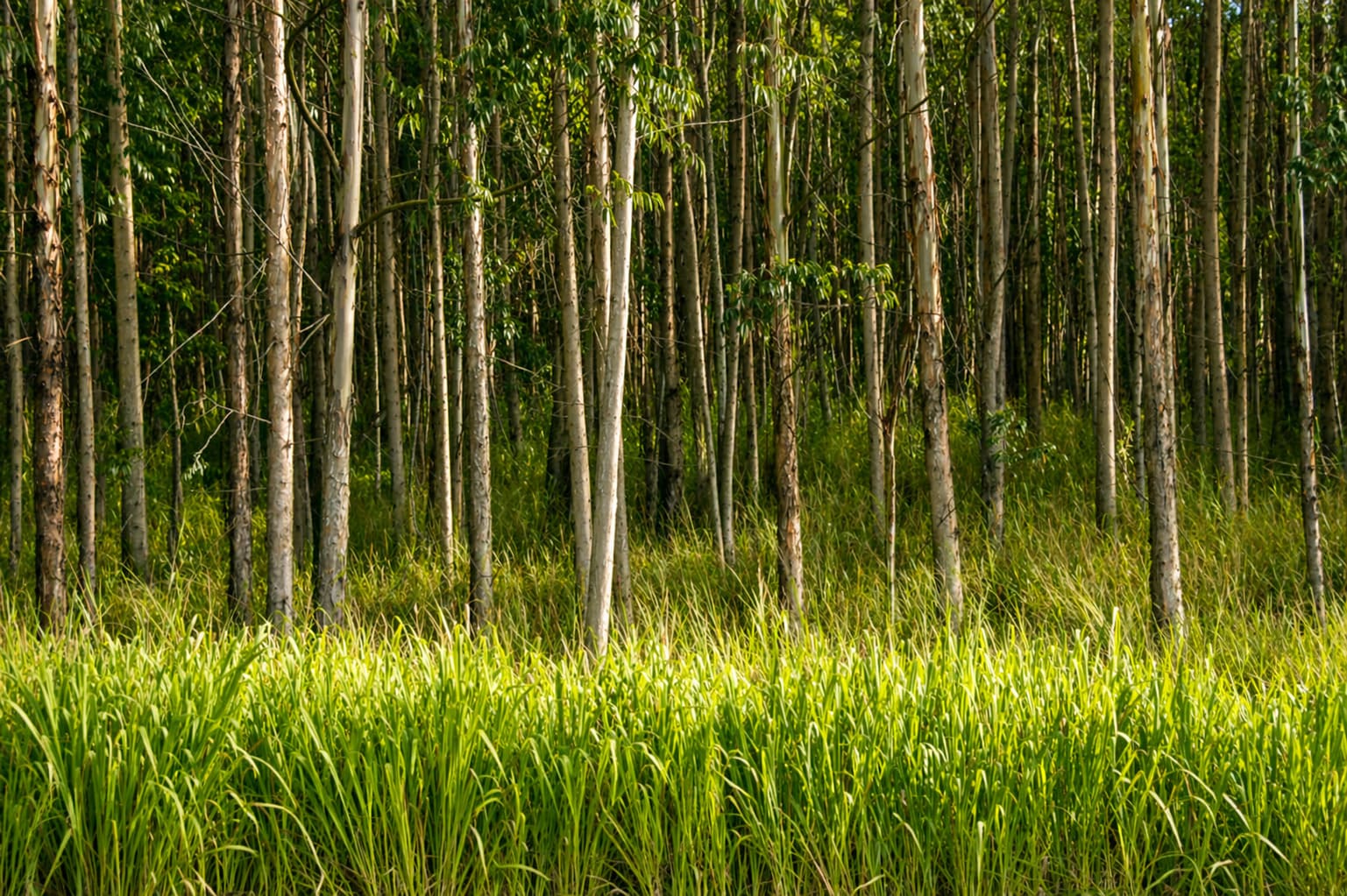Eucalyptus Tree