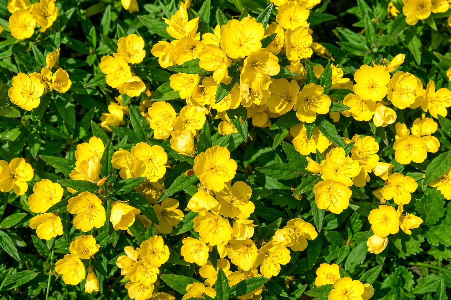 Evening Primrose